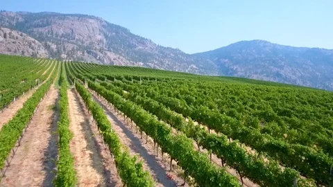 Flight over vineyard Vídeo Stock 90680264