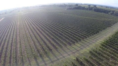 Flight over the vineyard Stock Footage 93166488