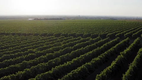 A flight over a vineyard Stock Footage 161157096