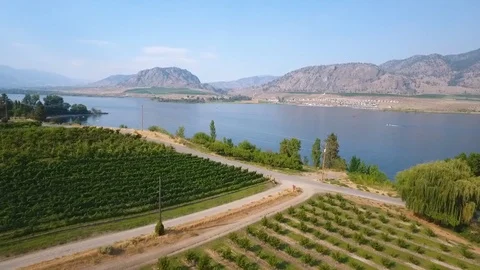 Flight over vineyard with lake Stockbeeldmateriaal 90680266