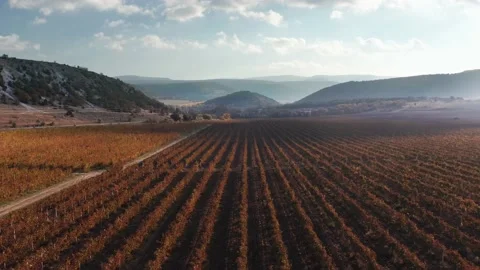 Flight over vineyard meadow Stock Footage 164348249