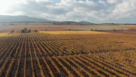 Flight over vineyard meadow Stock Footage 164348267