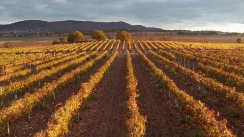 Flight over vineyard meadow Stock Footage 164348342