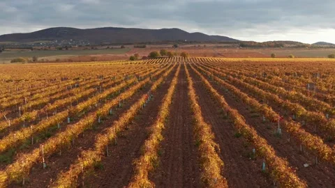 Flight over vineyard meadow Stock Footage 164348374