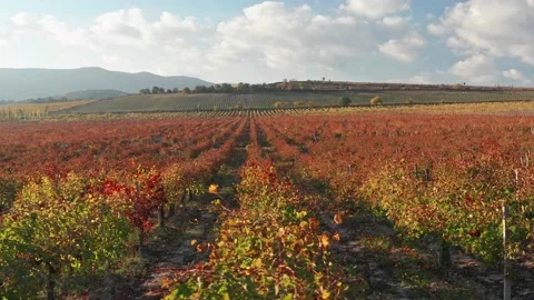 Flight over vineyard meadow.  Video stock 170040992