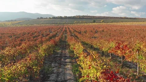 Flight over vineyard meadow.  Stock Footage 170041010