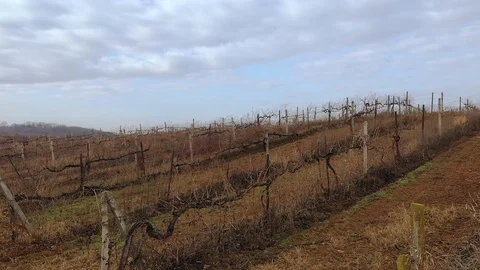 Flight over the vineyard in winter Stock Footage 121641099