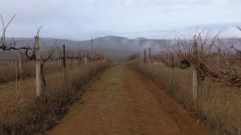 Flight over the vineyard in winter Stock Footage 121641179