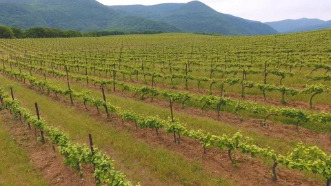 Flight over vineyards in the background of mountains Stock Footage 89910286