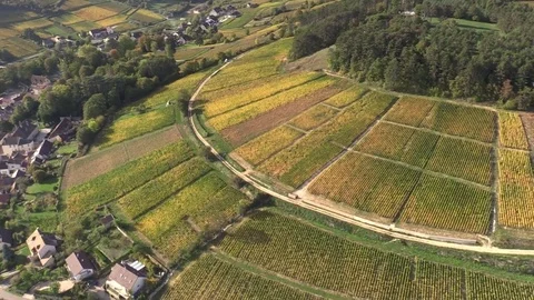 Flight over the vineyards Stock Footage 83873493
