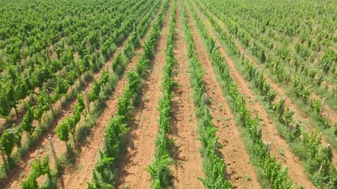Flight over the vineyards. Top view of the vineyards. 4k Stock Footage 219267122