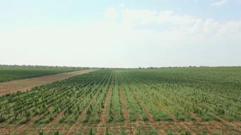 Flight over the vineyards. Top view of the vineyards. 4k Stock Footage 225221035