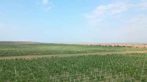 Flight over the vineyards. Top view of the vineyards. Stock Footage 234215983