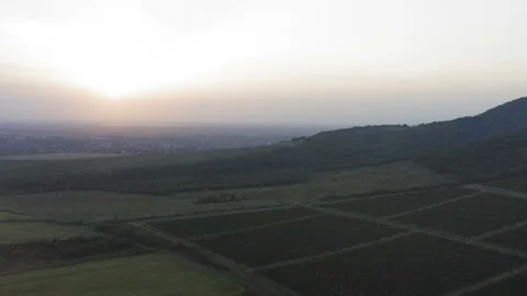 Flight over vineyards under a large hill on beautiful day Stock Footage 138445980