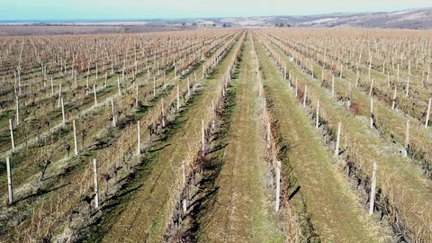 Flight over the vineyards in winter Stock Footage 124913856