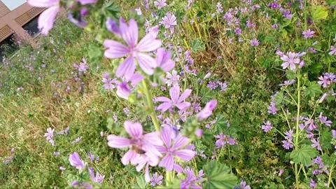Flight over violet flowers in slow motion Stock Footage 155129206