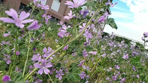 Flight over violet flowers in slow motion Stock Footage 155129225