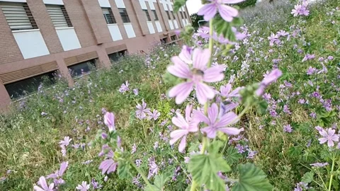 Flight over violet flowers in slow motion Stock-Footage 155129234