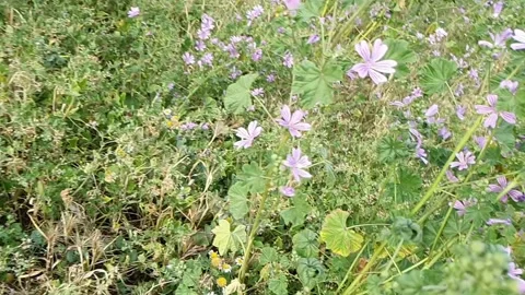 Flight over violet flowers in slow motion Stock Footage 155129259