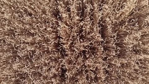 Flight over wheat camera down aerial video 4k25 45 sec. Stock Footage 115910323