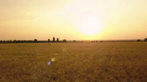Flight over the wheat field. Aerial view. Wheat harvest Stock Footage 78040594