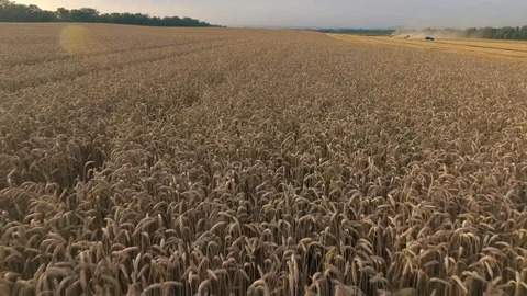 Flight over the wheat field during harvest. Quadcopter flying over the farm Stock Footage 86554132