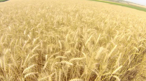 Flight over wheat field. Stock Footage 44056258
