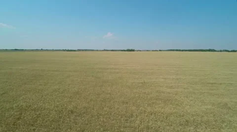 Flight over the Wheat Field. Stock Footage 53159519