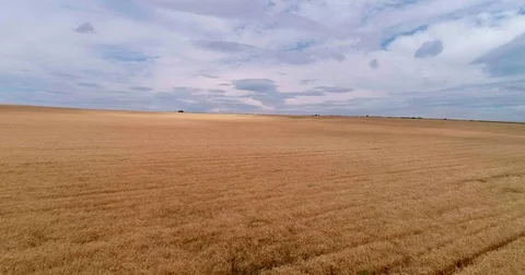 Flight over a wheat field Stock Footage 77377127