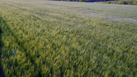 Flight Over The Wheat Field Stock Footage