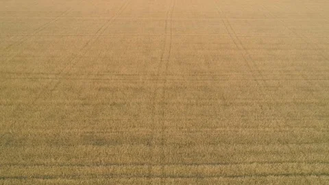 Flight Over A Wheat Field 스톡 동영상 92052012