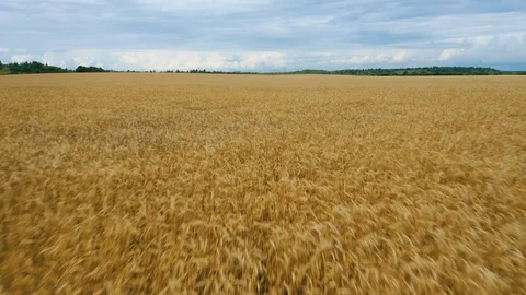 Flight over a wheat field Vidéo 112920558