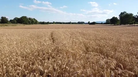 Flight over Wheat Field Stock Footage 154221020