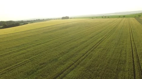 Flight over the wheat field in sunset Stock Footage 64054016