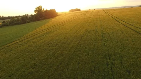 Flight over the wheat field in sunset Stock Footage 64054168