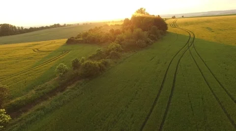 Flight over the wheat field in sunset Stock Footage 64054169