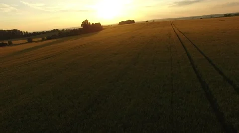 Flight over the wheat field in sunset Stock Footage 64054194