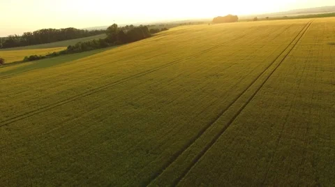 Flight over the wheat field in sunset Stock Footage 64054200