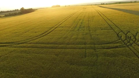 Flight over the wheat field in sunset Stock Footage 64054203
