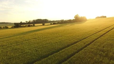 Flight over the wheat field in sunset Stock Footage 64054249