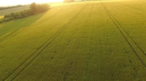 Flight over the wheat field in sunset Stock Footage 64054255