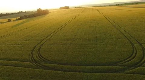 Flight over the wheat field in sunset Stock Footage 64054261