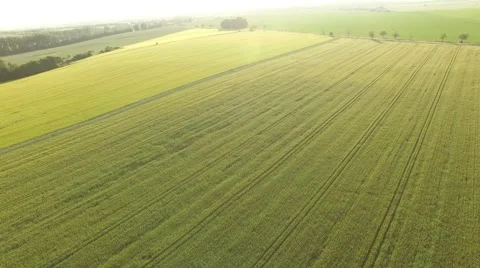 Flight over the wheat field in sunset Stock Footage 64054335