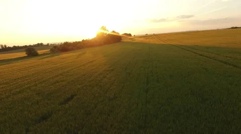 Flight over the wheat field in sunset Stock Footage 64054345