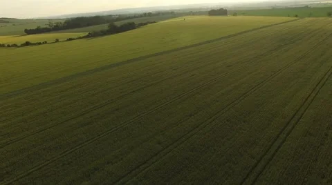 Flight over the wheat field in sunset Stock Footage 64054428