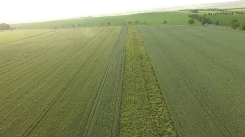 Flight over the wheat field in sunset Stock Footage 64054481