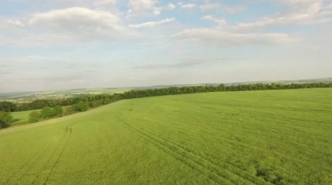 Flight over the wheat field in sunset Stock Footage 64054489