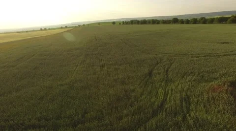 Flight over the wheat field in sunset Stock Footage 64054532