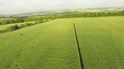 Flight over the wheat field in sunset Stock Footage 64054536