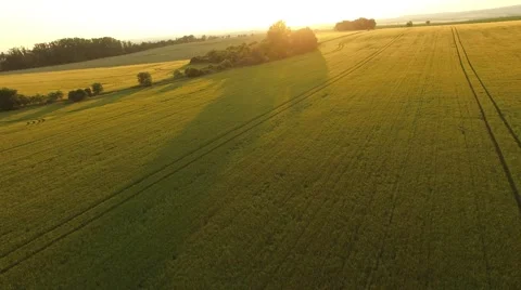 Flight over the wheat field in sunset Stock Footage 64054574